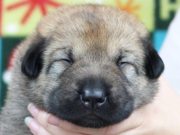 chinook puppy